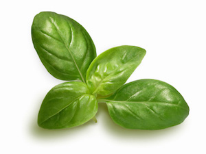 Basil (Sweet)