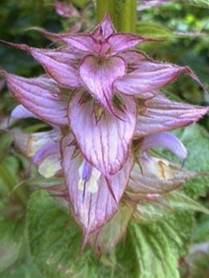 Clary Sage