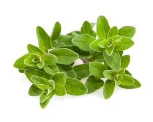 Marjoram (Sweet)