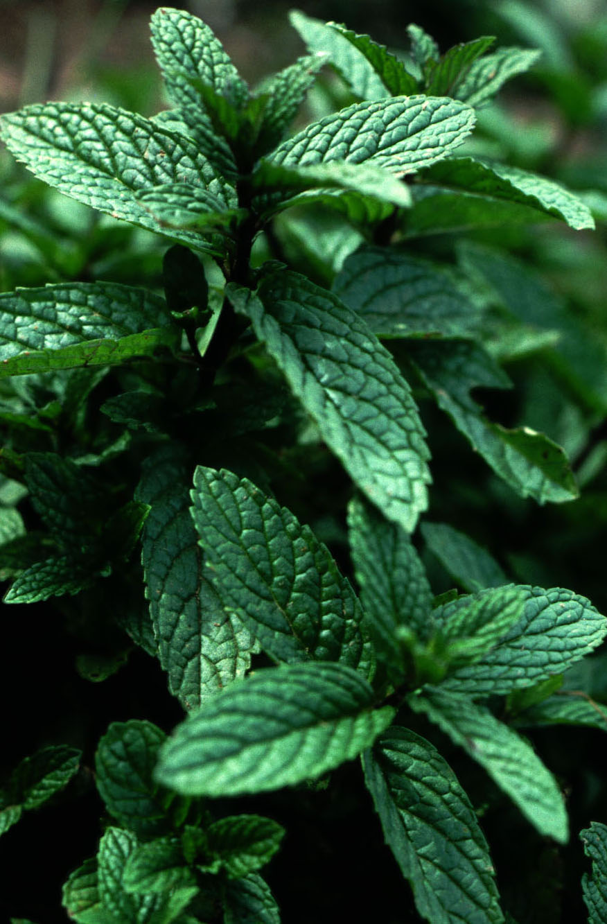 Peppermint