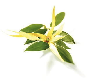Ylang Ylang
